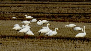 Il sont jolis, on aime les cygnes, c'est de l'amour avec des ailes.