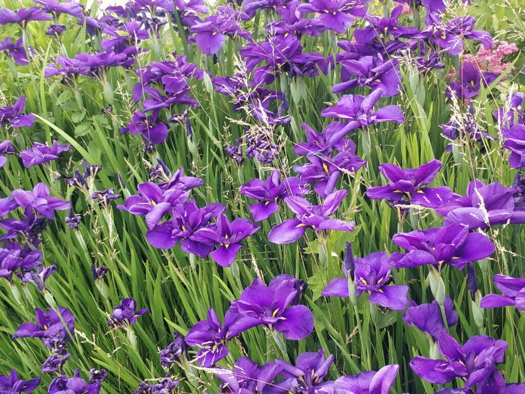 des fleurs violettes, des iris ou lys du japon à Yamagata.